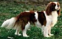 CAVALIER KING CHARLES